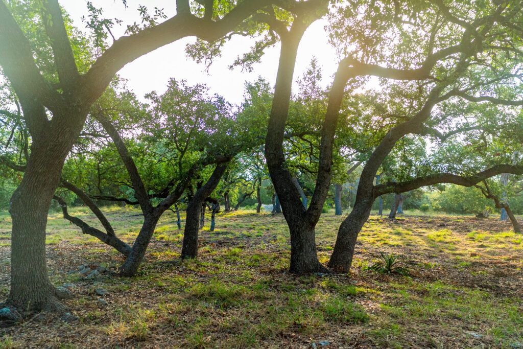 8.63 Acres on Driftwood Valley Trail, photo 3