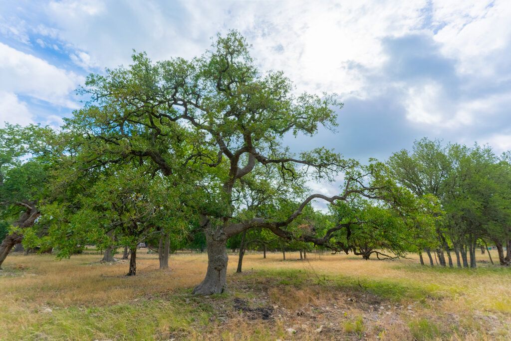 7 Acres at 295 Rolling Oaks Dr., photo 2