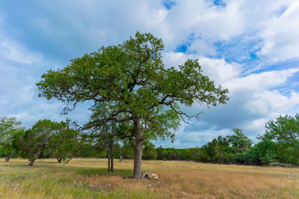 7 Acres at 295 Rolling Oaks Dr., photo 3